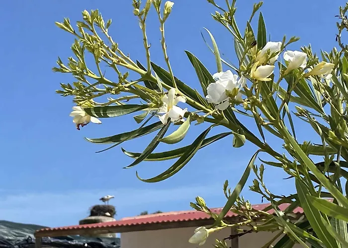 Herdade Dos Salgados Do Fialho